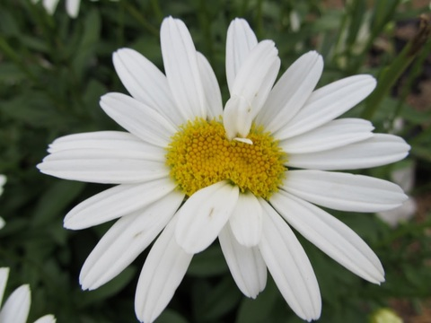 Valeria Atreides @adjust-rain cover picture