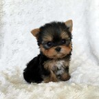 Download amandawest OnlyFans leaks for free 

 profile picture