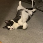 blackpuma18 OnlyFans Leaks 

 profile picture