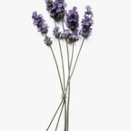 Free access to (@cutie_bootie) Leak OnlyFans 

 profile picture