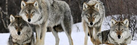 FACIAL QUEEN 💦 @embereon cover picture