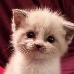 felixthelynx (Felix) OnlyFans Leaked Content 

 profile picture