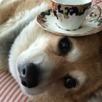 iinuu OnlyFans Leaks 

 profile picture