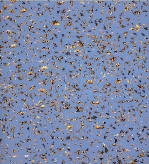 Header of islandgirl11