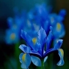 Free access to klien Leak OnlyFans 

 profile picture