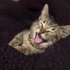 leomoon OnlyFans Leaked 

 profile picture