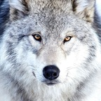 limonysal OnlyFans Leaked 

 profile picture