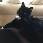 mittens (u2199065) free OnlyFans Leaks 

 profile picture