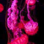 Onlyfans leaked pinkumonsutta 

 profile picture