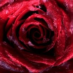 Onlyfans leaks rosebud26 

 profile picture