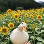 shyred (Randy95) OnlyFans Leaked Content 

 profile picture