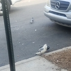 Just a fan sleepless Leaked OnlyFans 

 profile picture