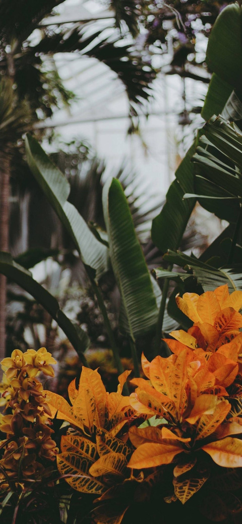 Header of starrrosee