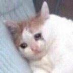 想养小狗 (yummyniki) Leaked OnlyFans 

 profile picture