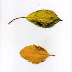 Onlyfans leaked zerreitug 

 profile picture